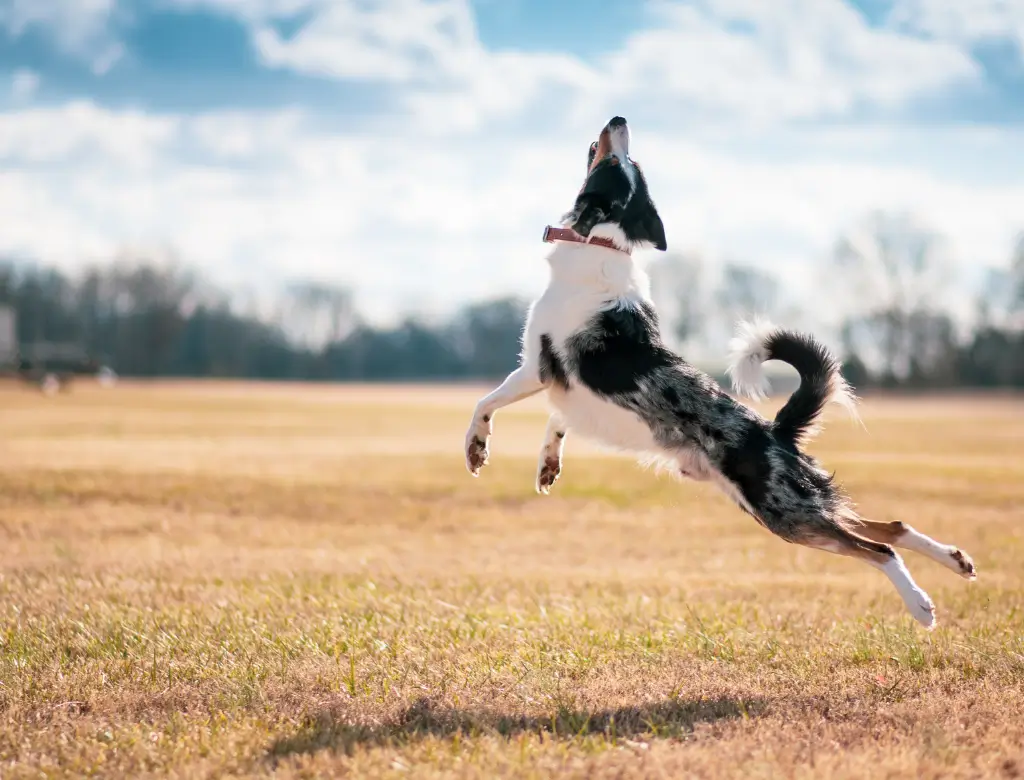 Passeios Seguros para Cães em Áreas Coletivas