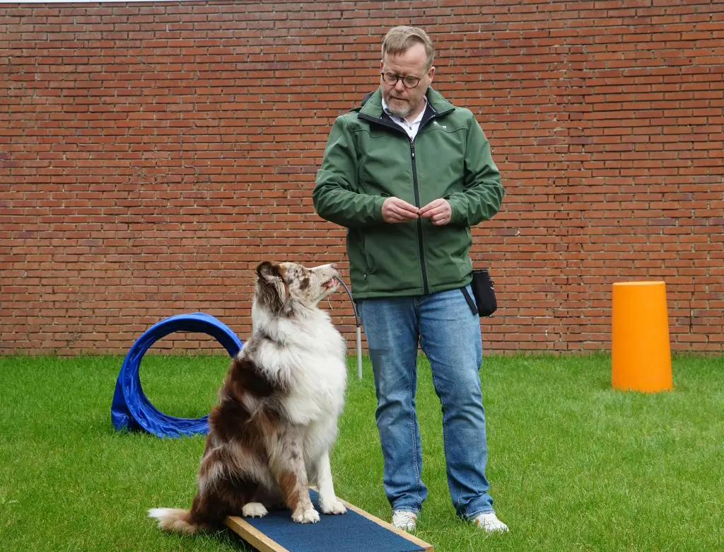 Treinos de Obediência Rápidos para Cães