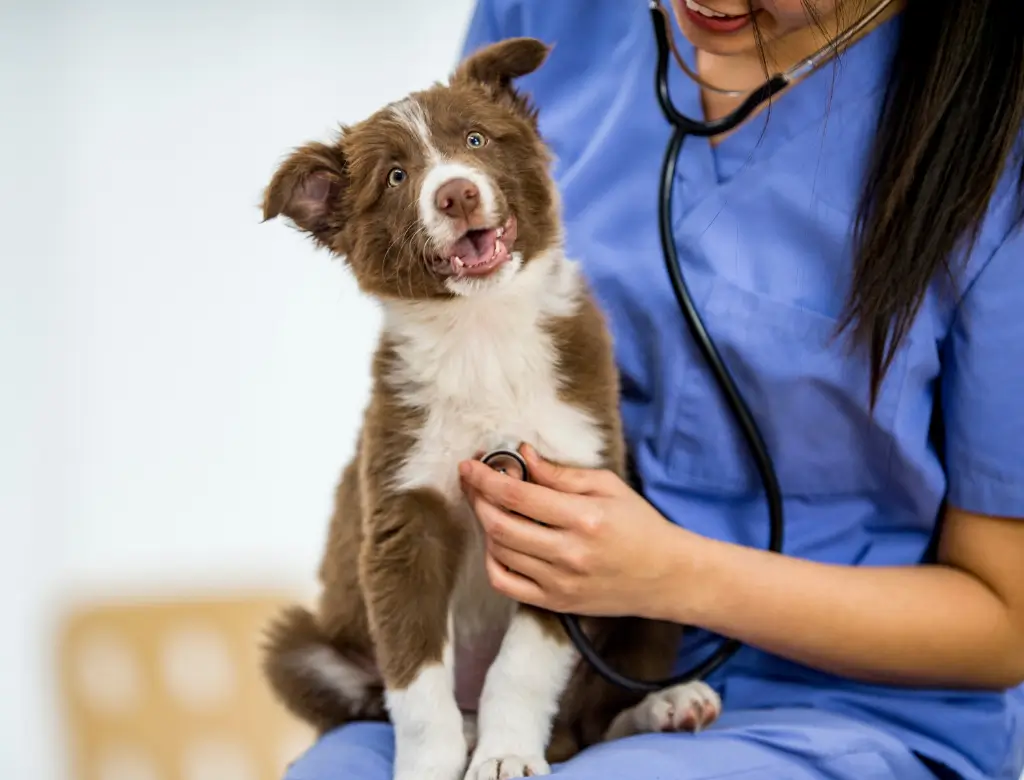 Doenças Caninas