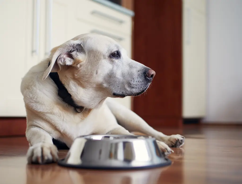 Alimentação para Cães Sênior