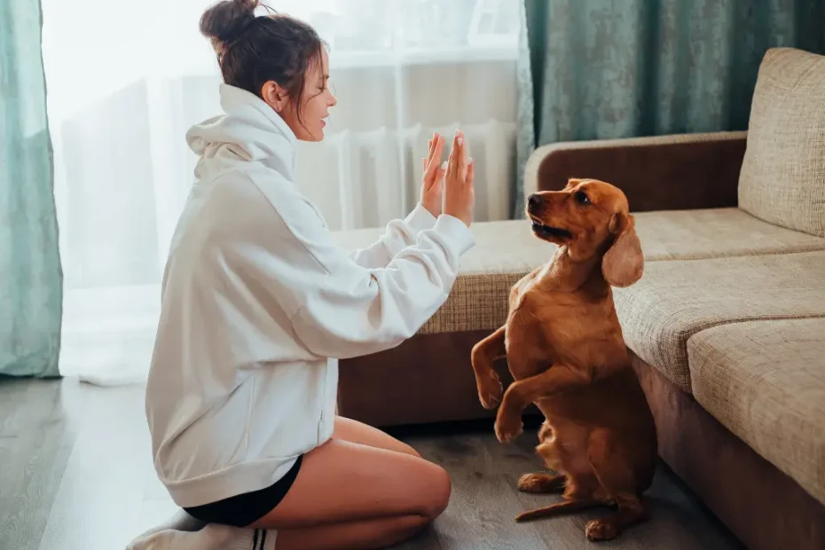 Treinos de Obediência Rápidos para Cães