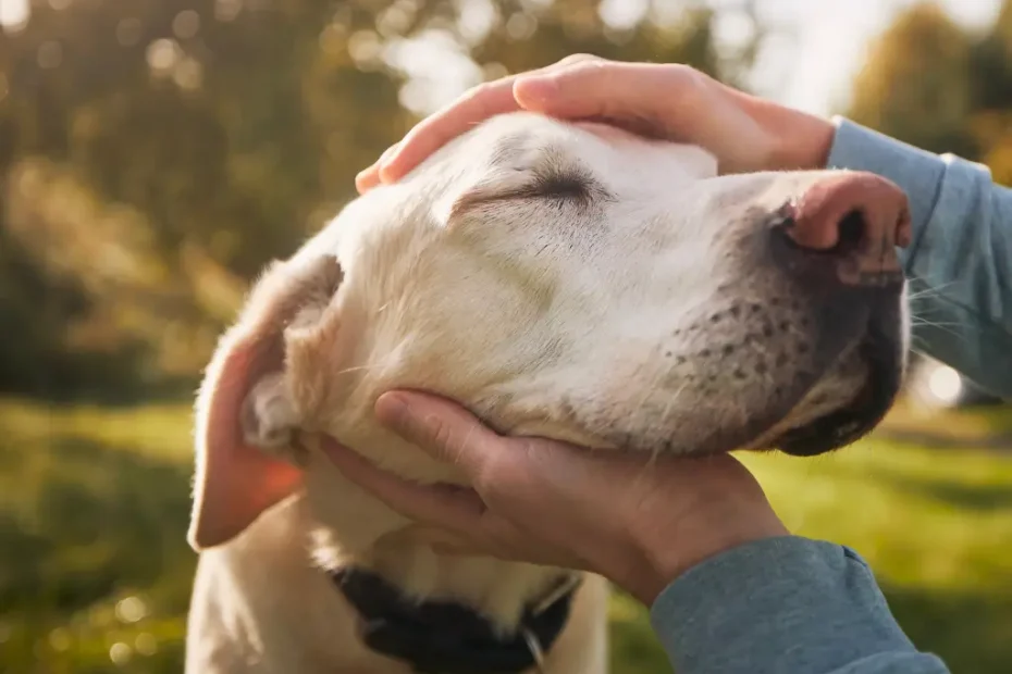 Rotina de Alongamentos para Cães Idosos