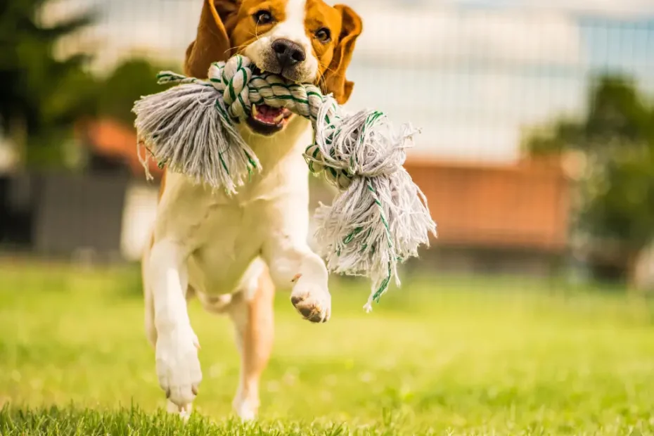 Brinquedos Interativos para Exercitar Cães