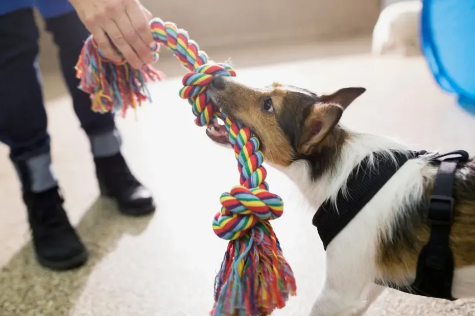 Sessões Curtas de Exercícios para Cães