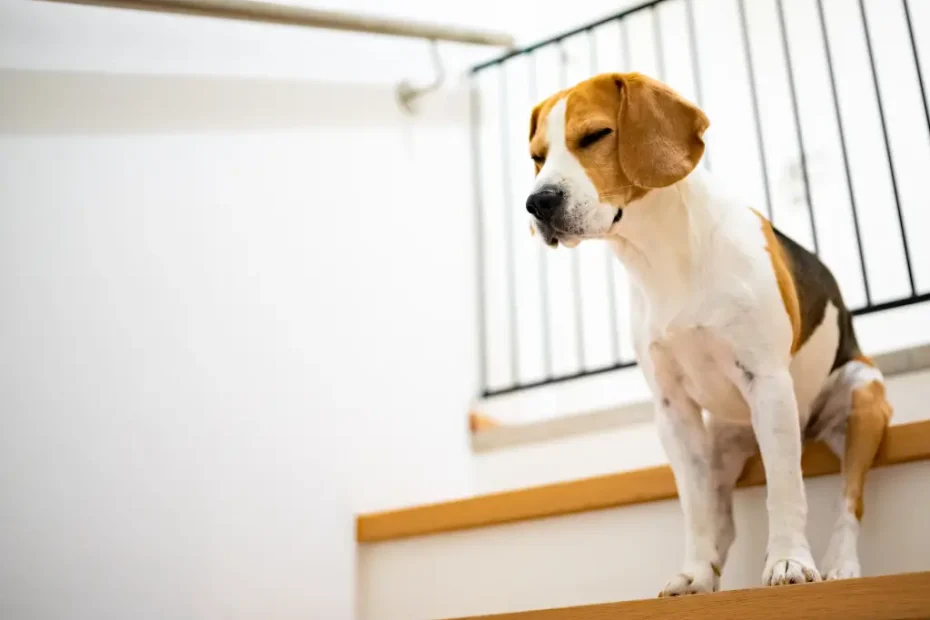 Ensinar Seu Cão a Usar Elevadores e Escadas