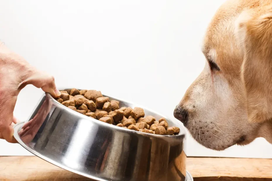 Alimentação para Cães Sênior